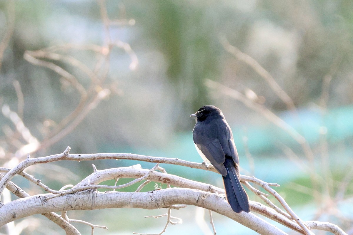 Willie-wagtail - Terry O’Connor
