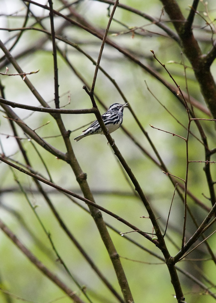 Black-and-white Warbler - ML618952240