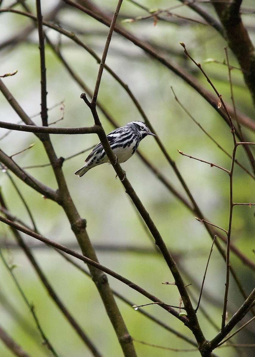 Black-and-white Warbler - ML618952241