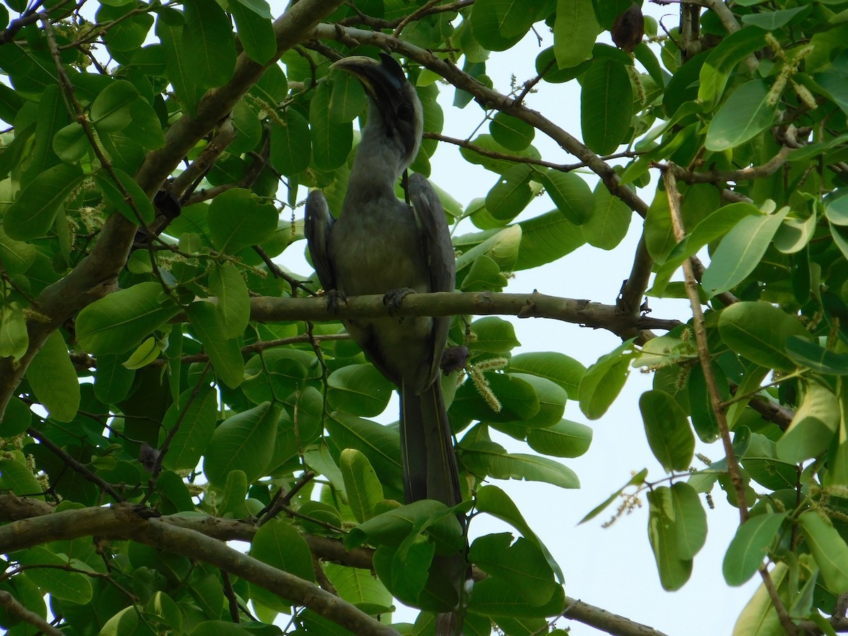 Indian Gray Hornbill - ML618952295