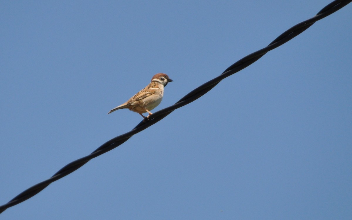 Eurasian Tree Sparrow - ML618952336