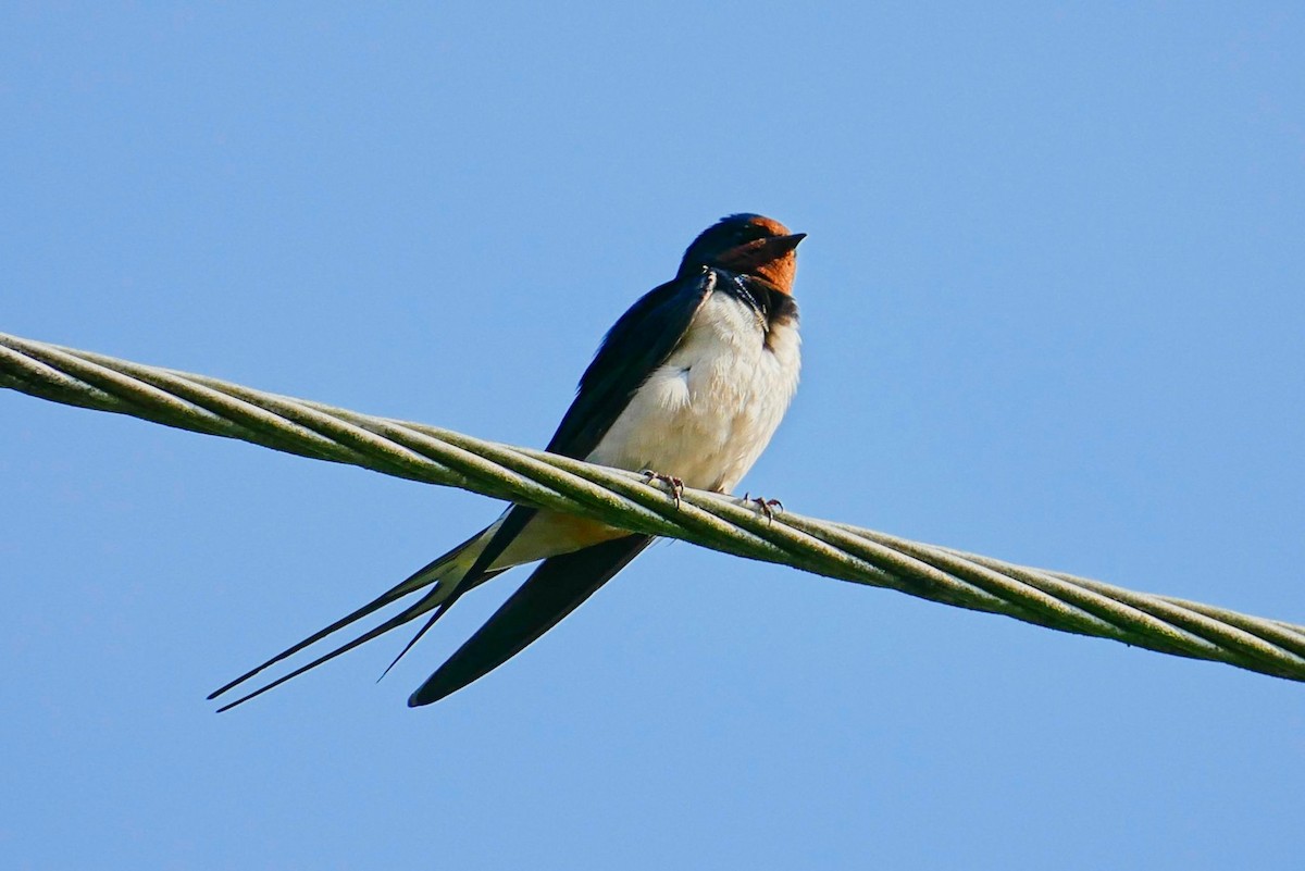 Barn Swallow - Adrian Pugh