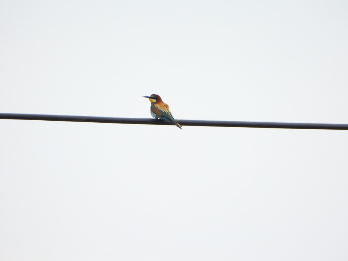 European Bee-eater - ML618952384