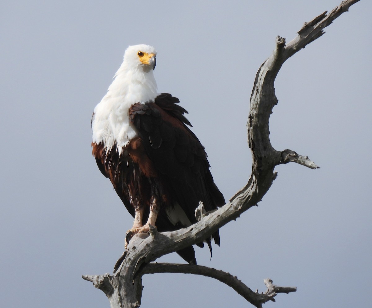 African Fish-Eagle - ML618952393