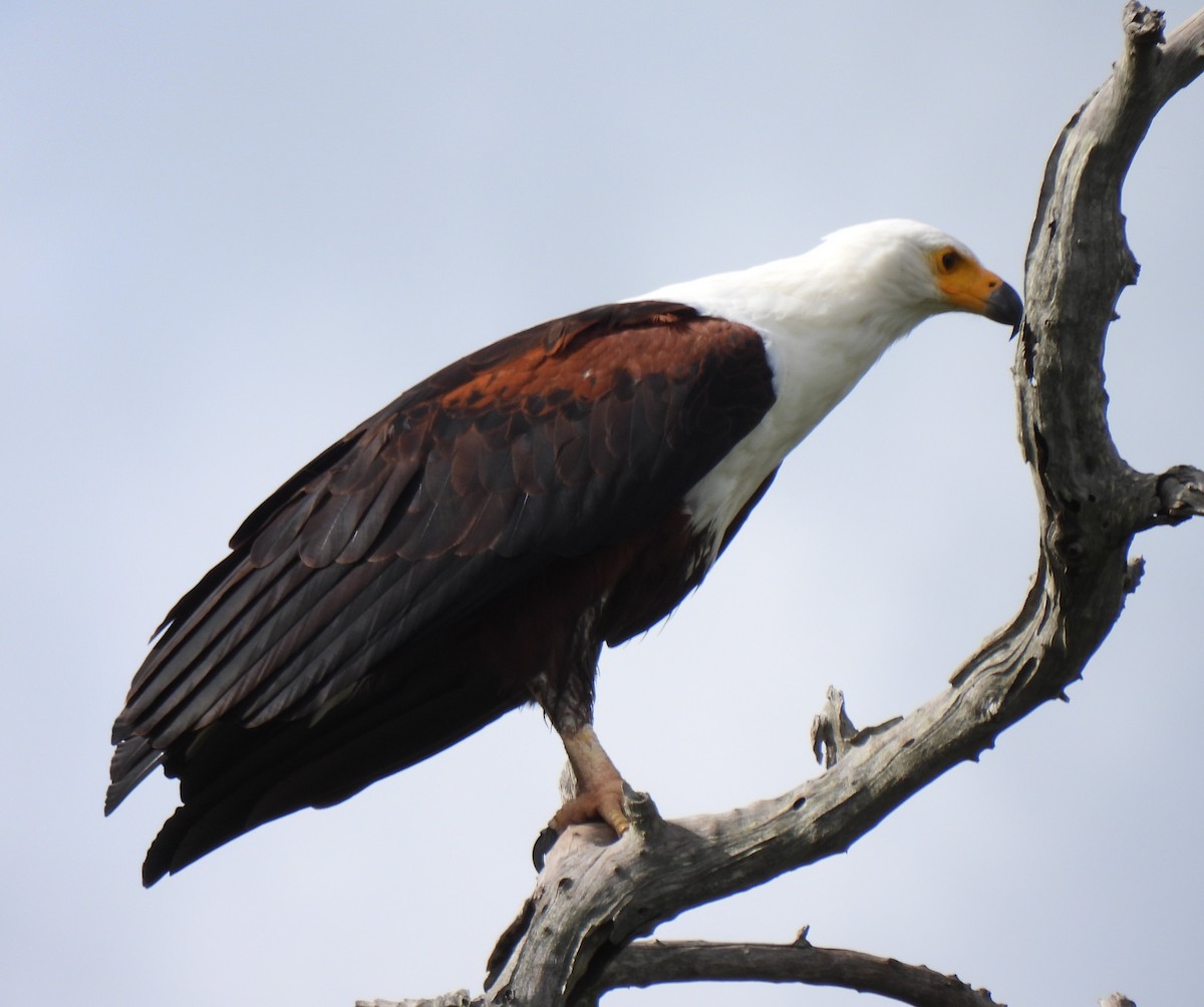 African Fish-Eagle - ML618952395