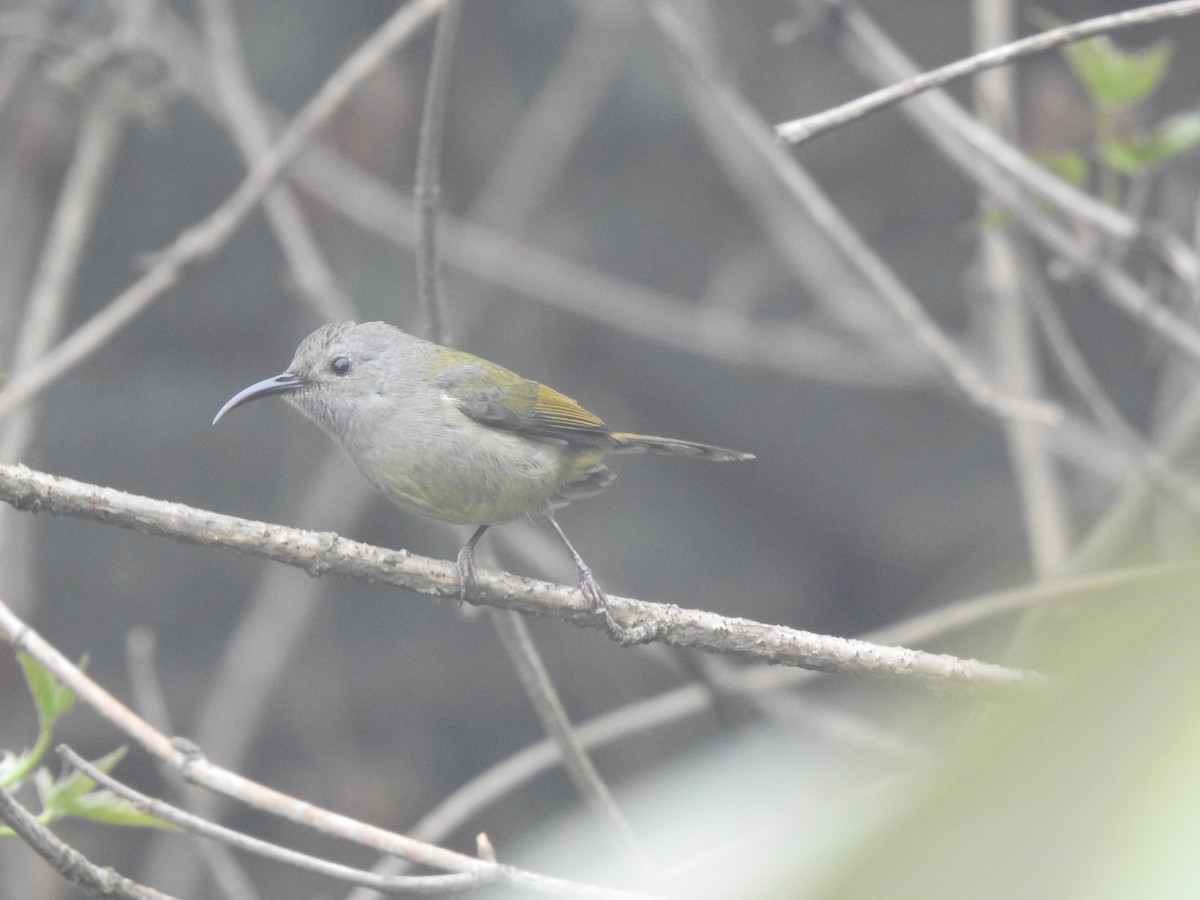 Green-tailed Sunbird - ML618952434