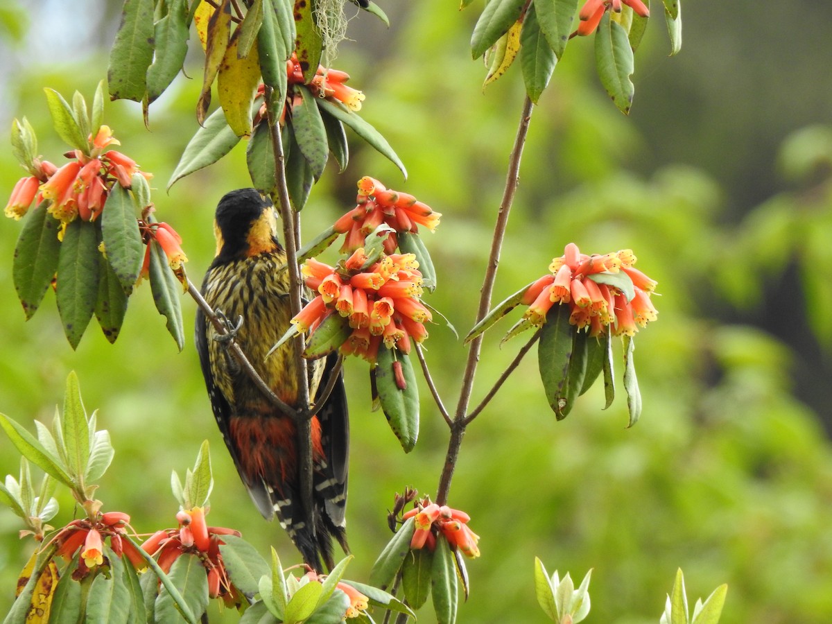 Darjeeling Woodpecker - ML618952459