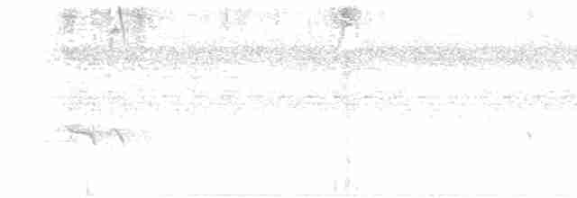 Ganso del Orinoco - ML618952460