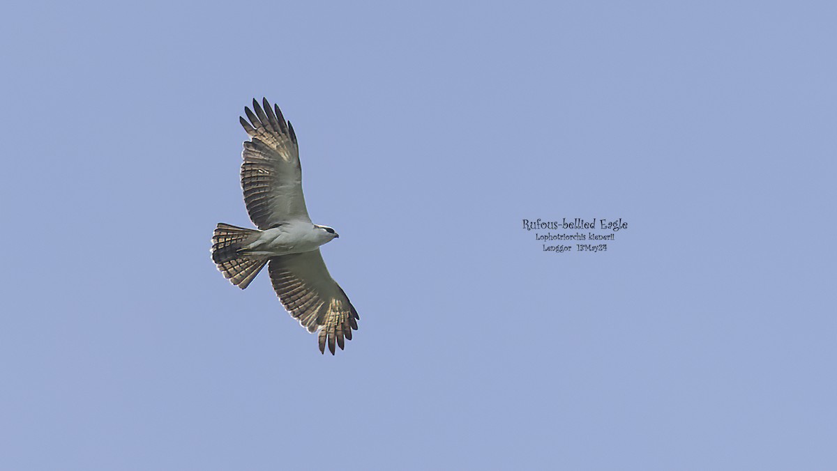 Rufous-bellied Eagle - Kenneth Cheong