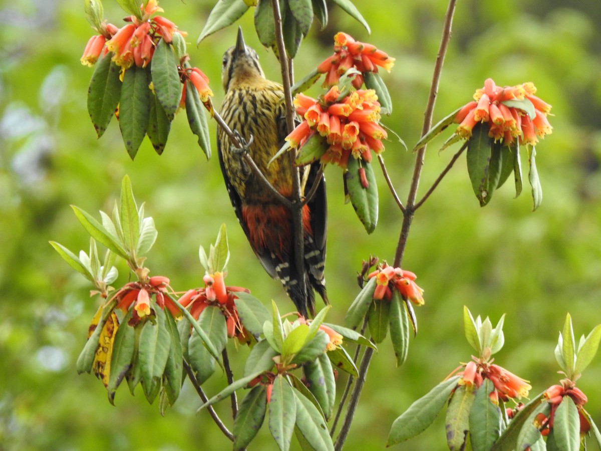 Darjeeling Woodpecker - ML618952468