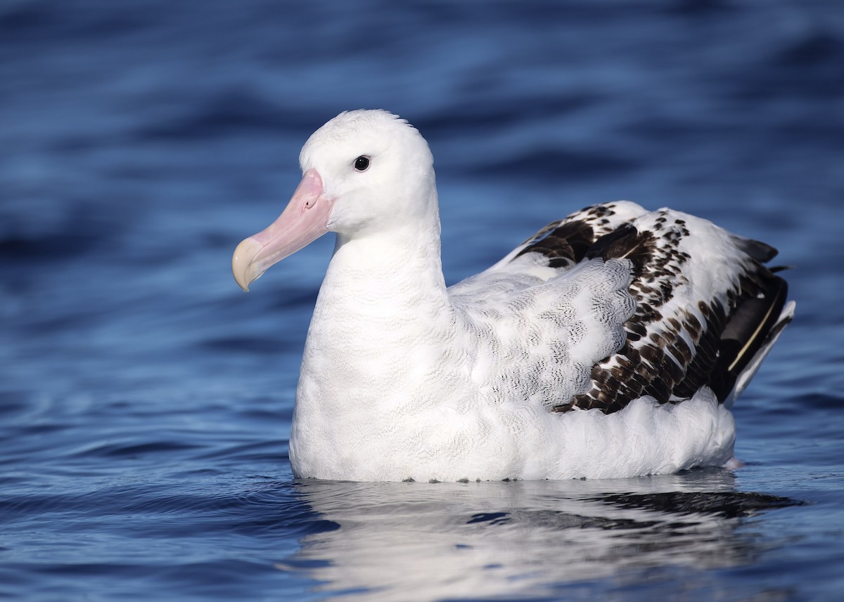 Snowy Albatross - ML618952473
