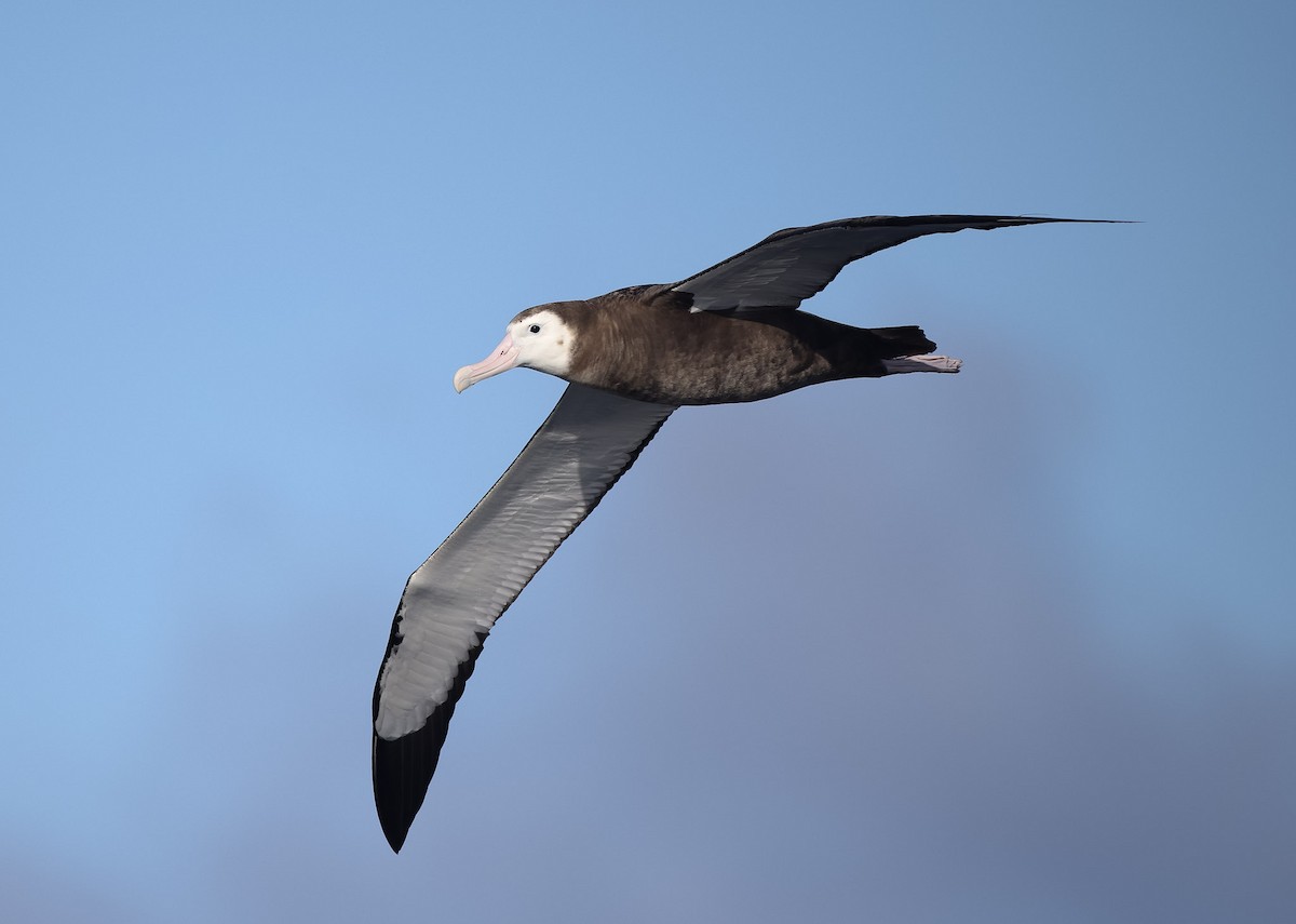 Antipodean Albatross (Gibson's) - ML618952480