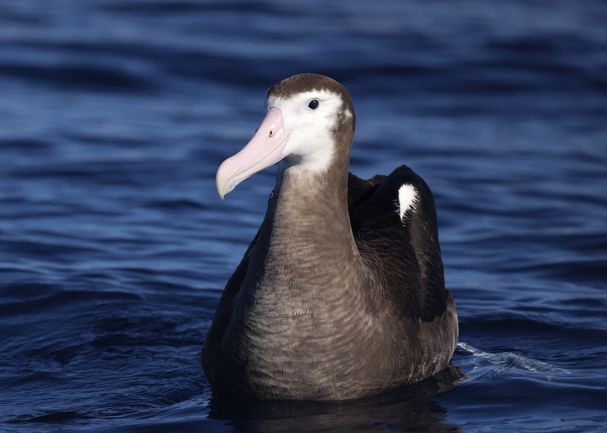 albatros jižní (ssp. gibsoni) - ML618952482