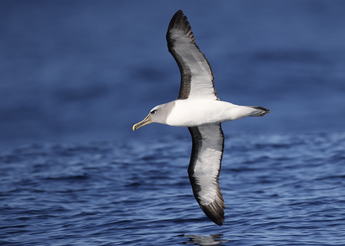 Buller's Albatross - Martin Allen