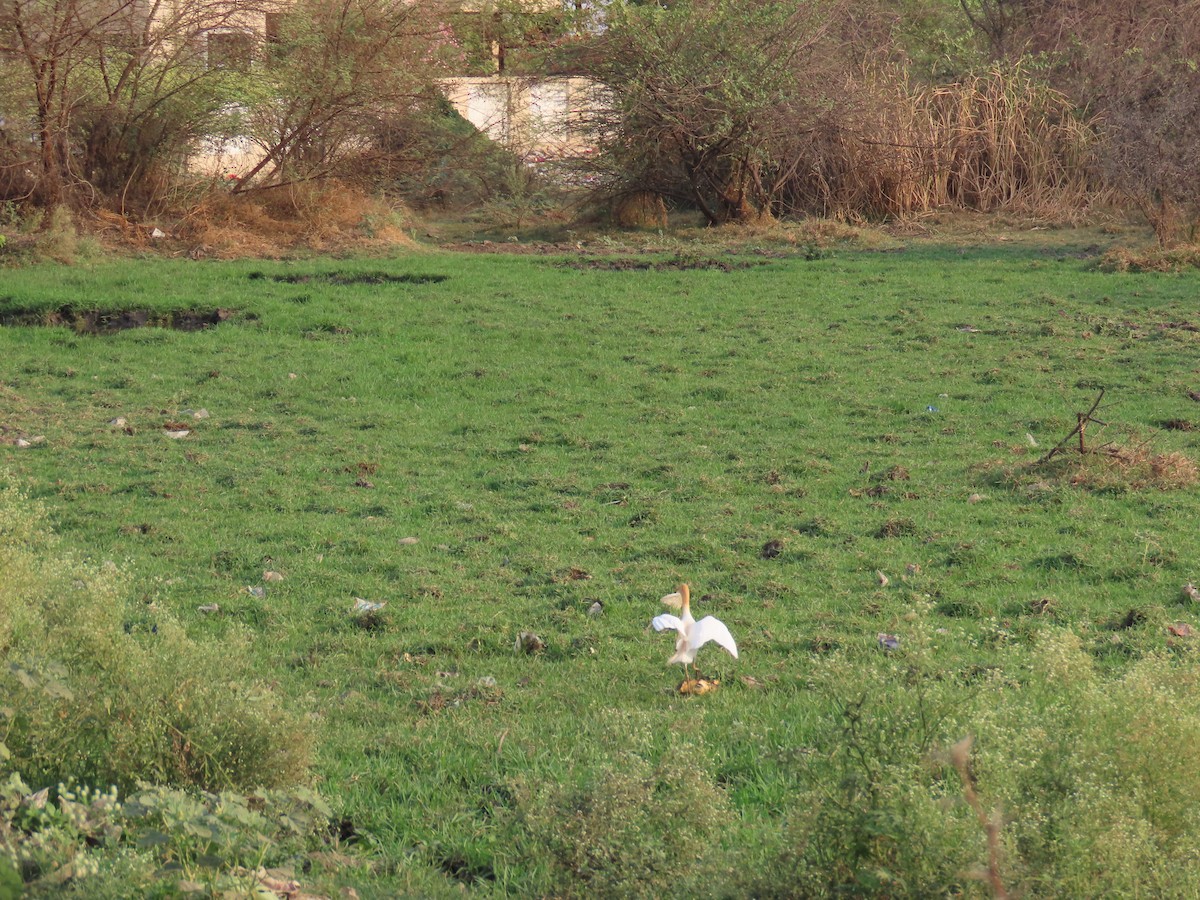 Eastern Cattle Egret - Shilpa Gadgil