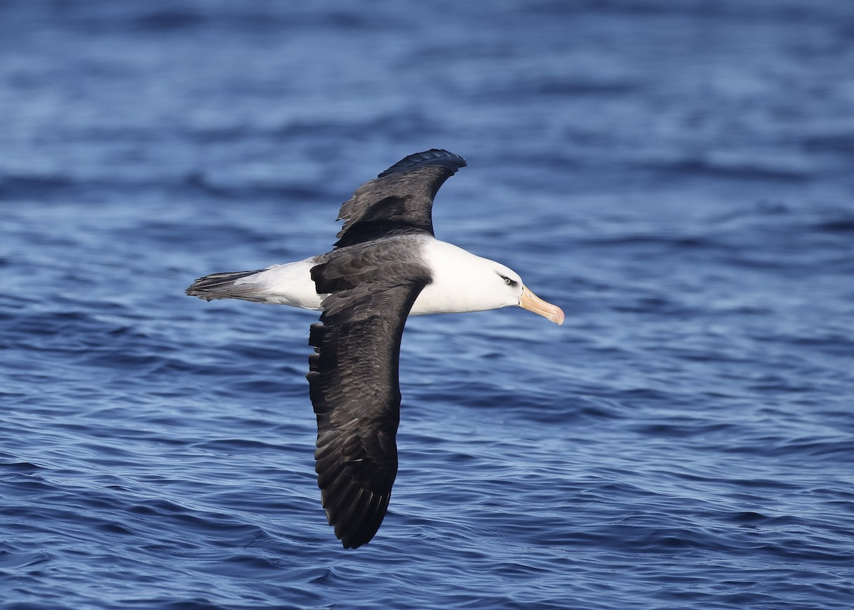 albatros černobrvý (ssp. impavida) - ML618952488