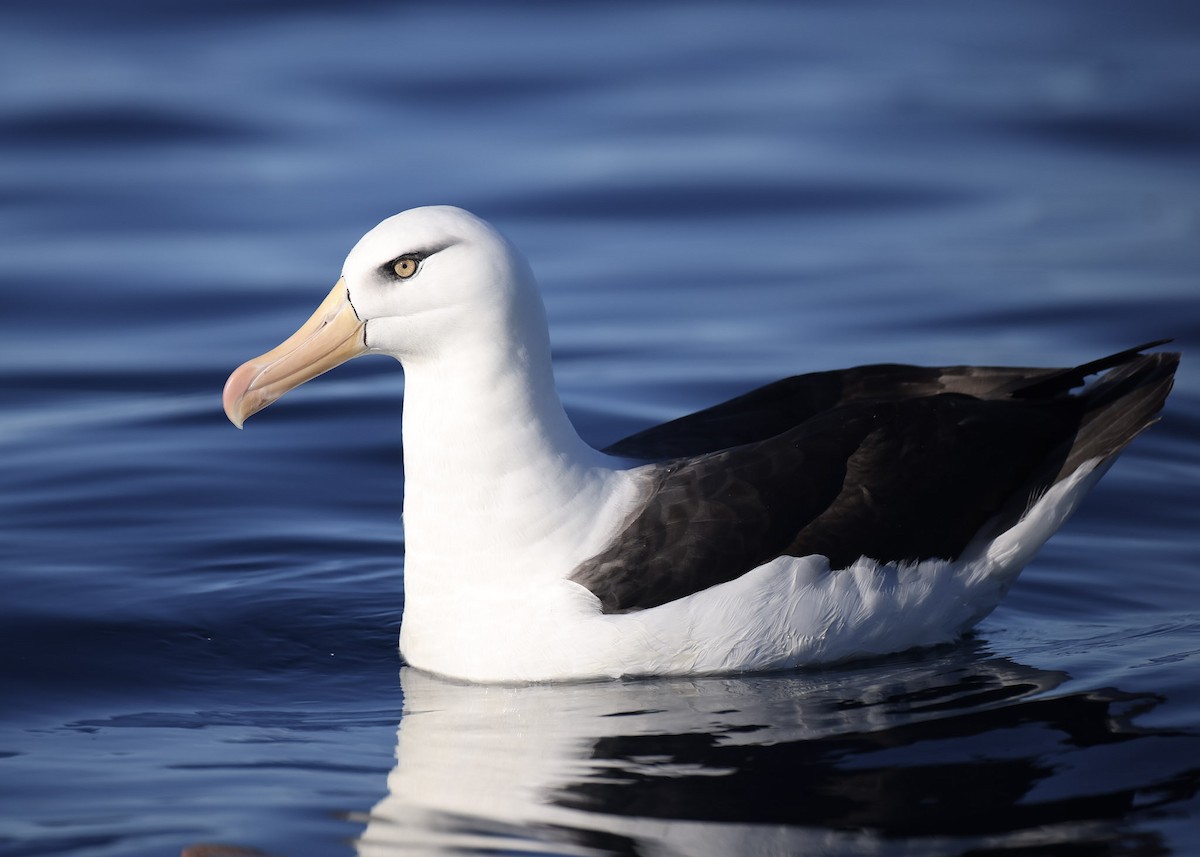 albatros černobrvý (ssp. impavida) - ML618952489
