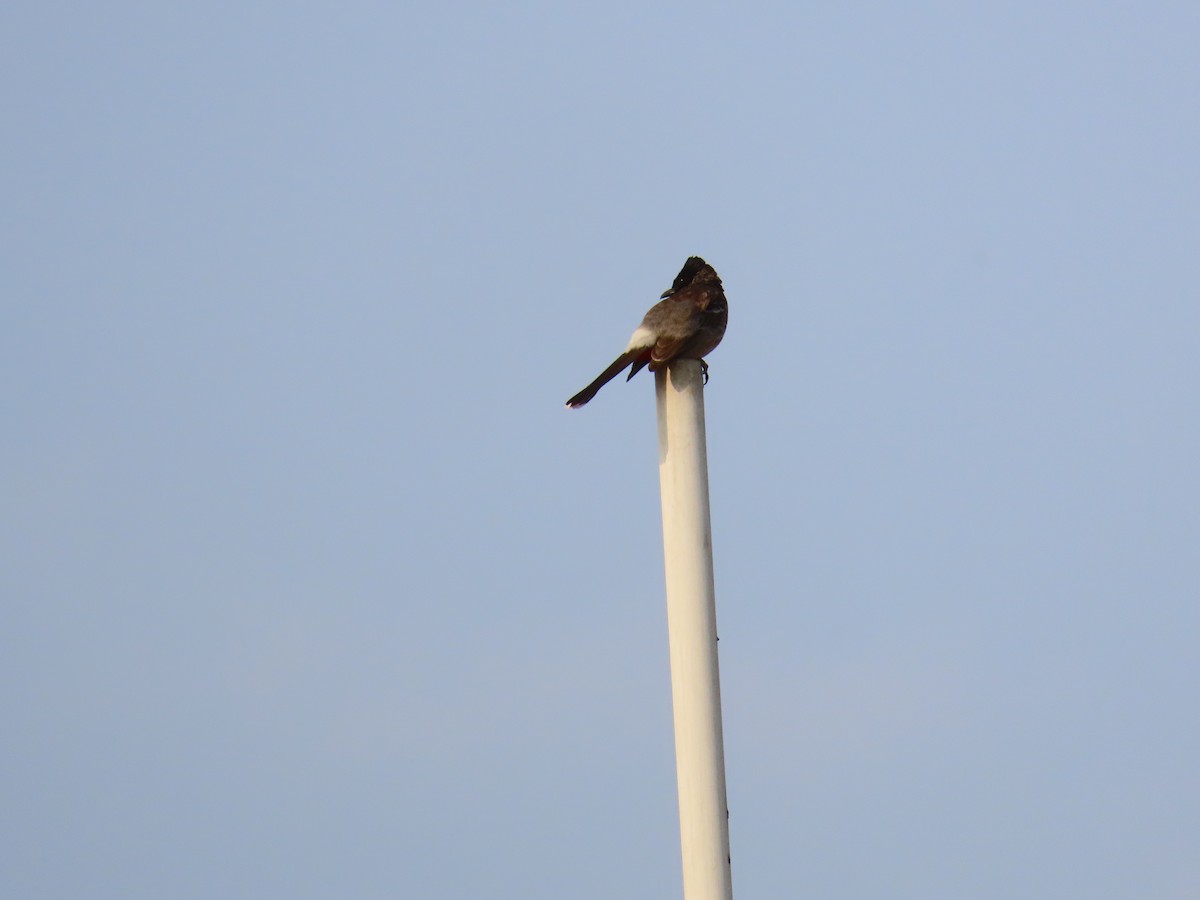 Red-vented Bulbul - ML618952505