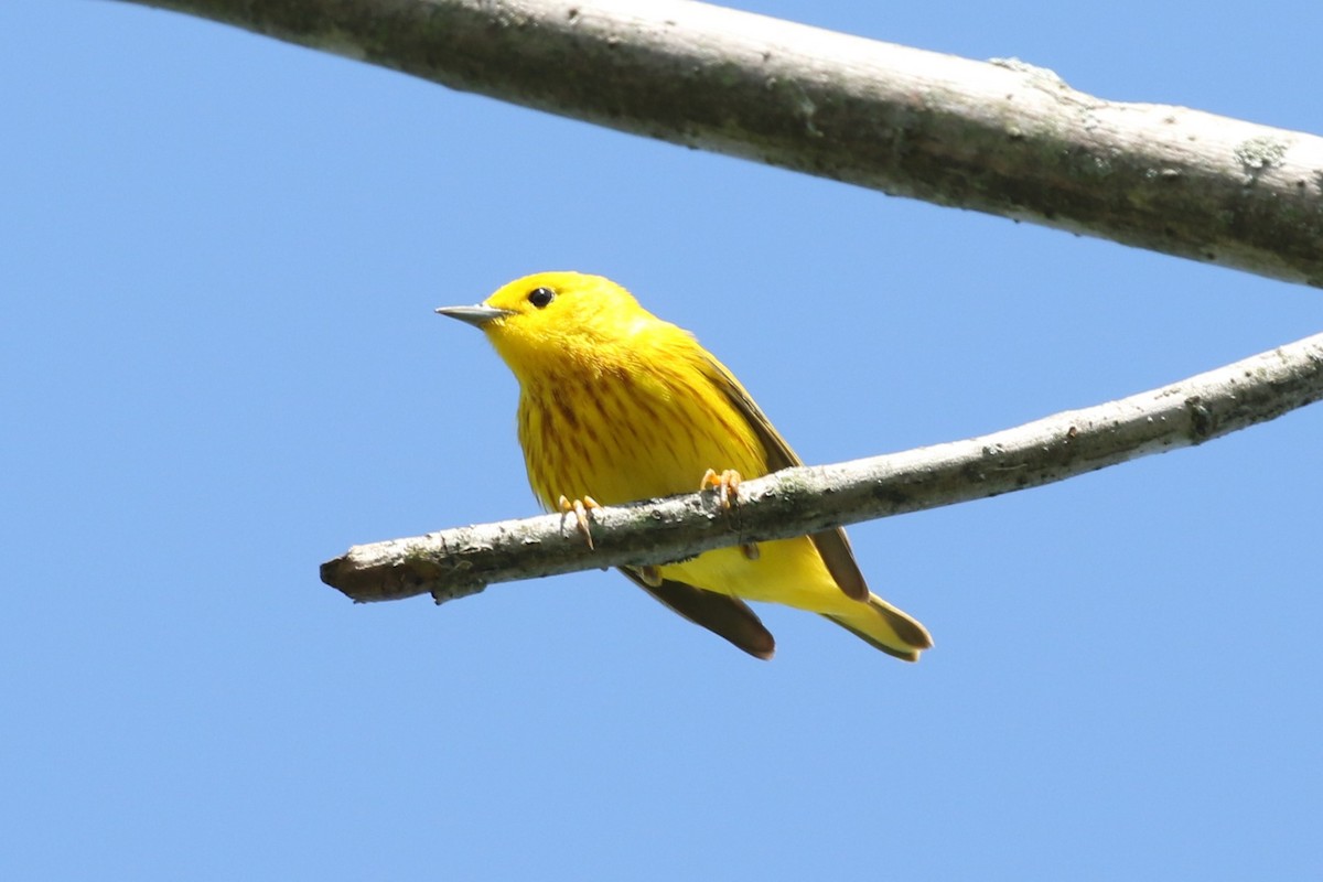 Yellow Warbler - Clyde Blum