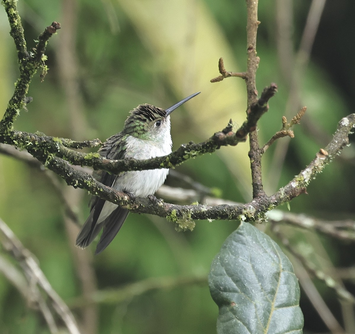 White-bellied Hummingbird - ML618952517