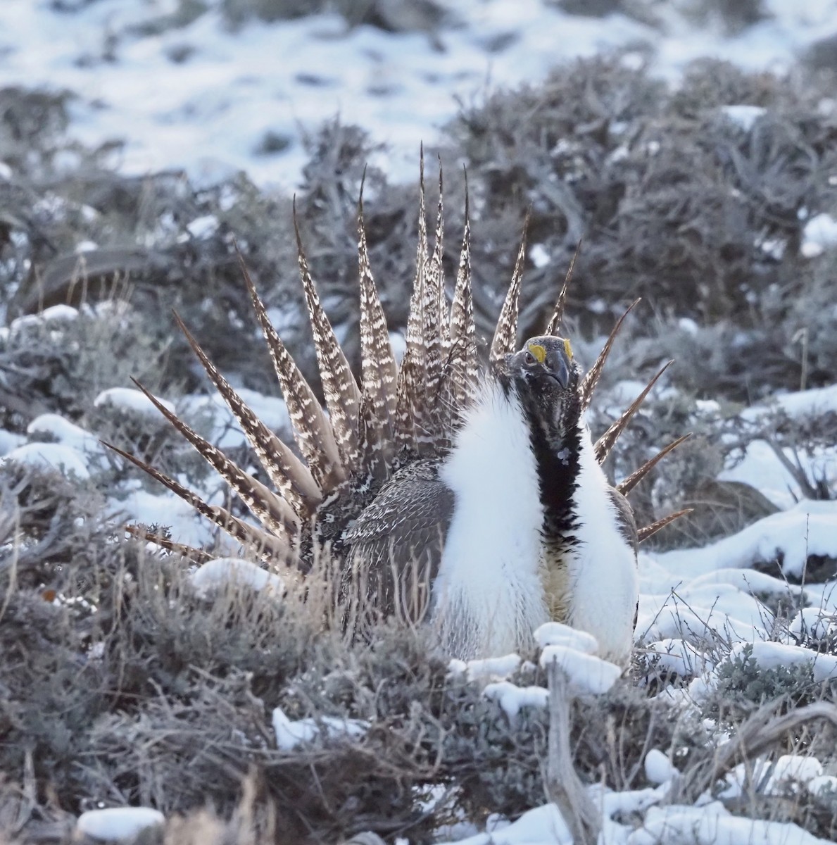 Greater Sage-Grouse - ML618952594