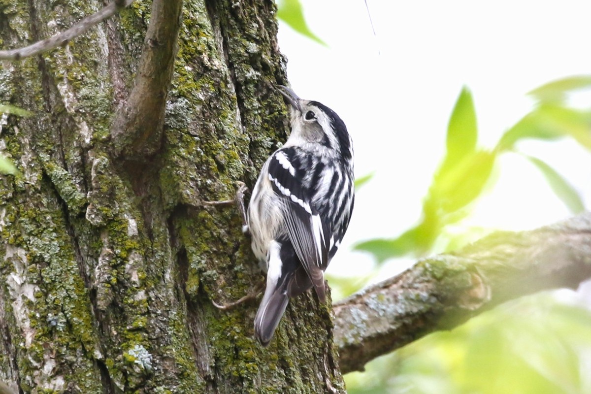 Black-and-white Warbler - Clyde Blum