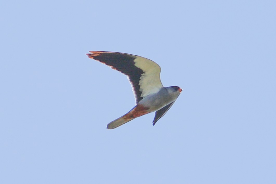 Amur Falcon - Yang Li