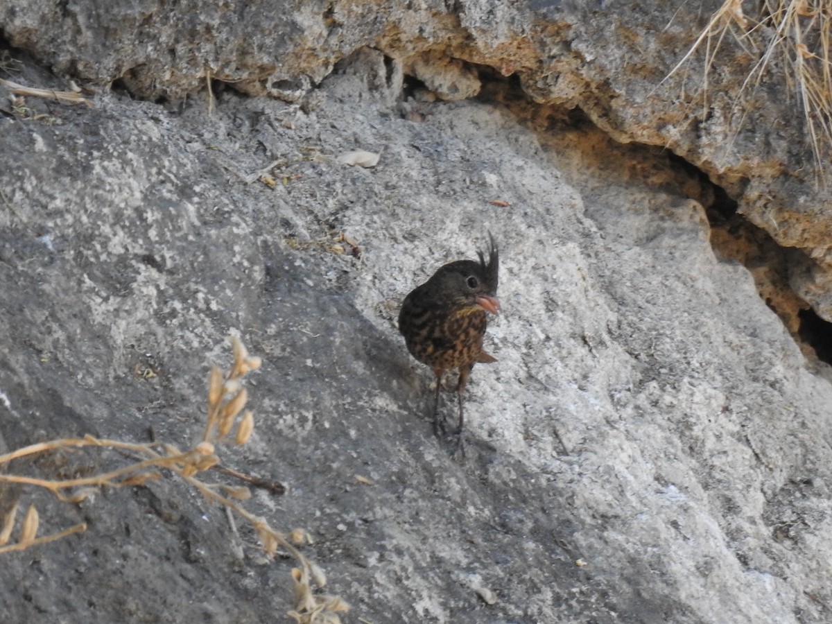 Crested Bunting - ML618952626
