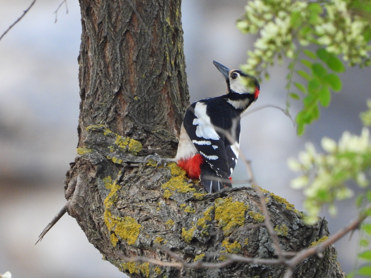 Great Spotted Woodpecker - Haydee Huwel