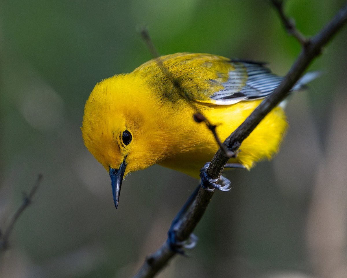 Prothonotary Warbler - ML618952666