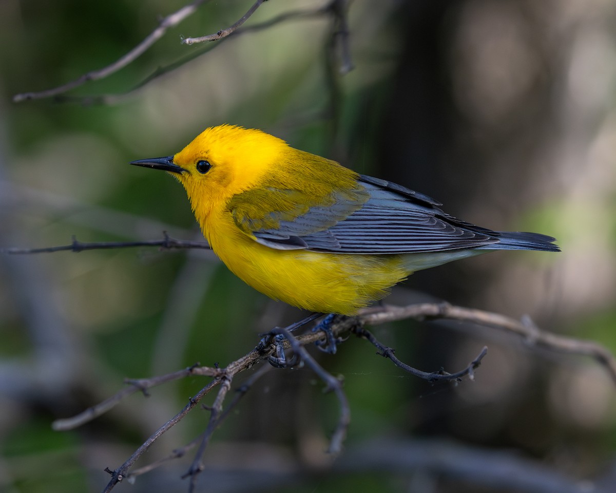Prothonotary Warbler - ML618952667