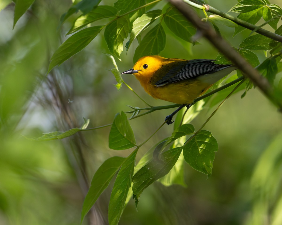 Prothonotary Warbler - ML618952668