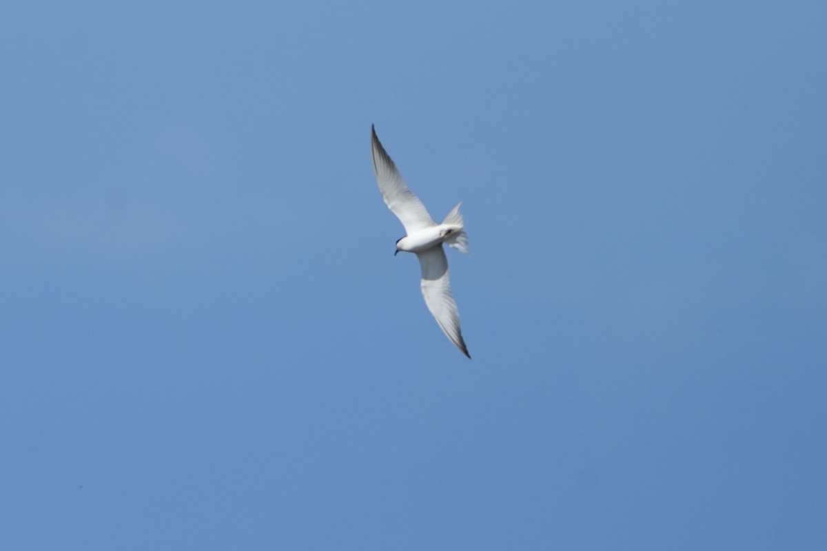 Gull-billed Tern - ML618952674