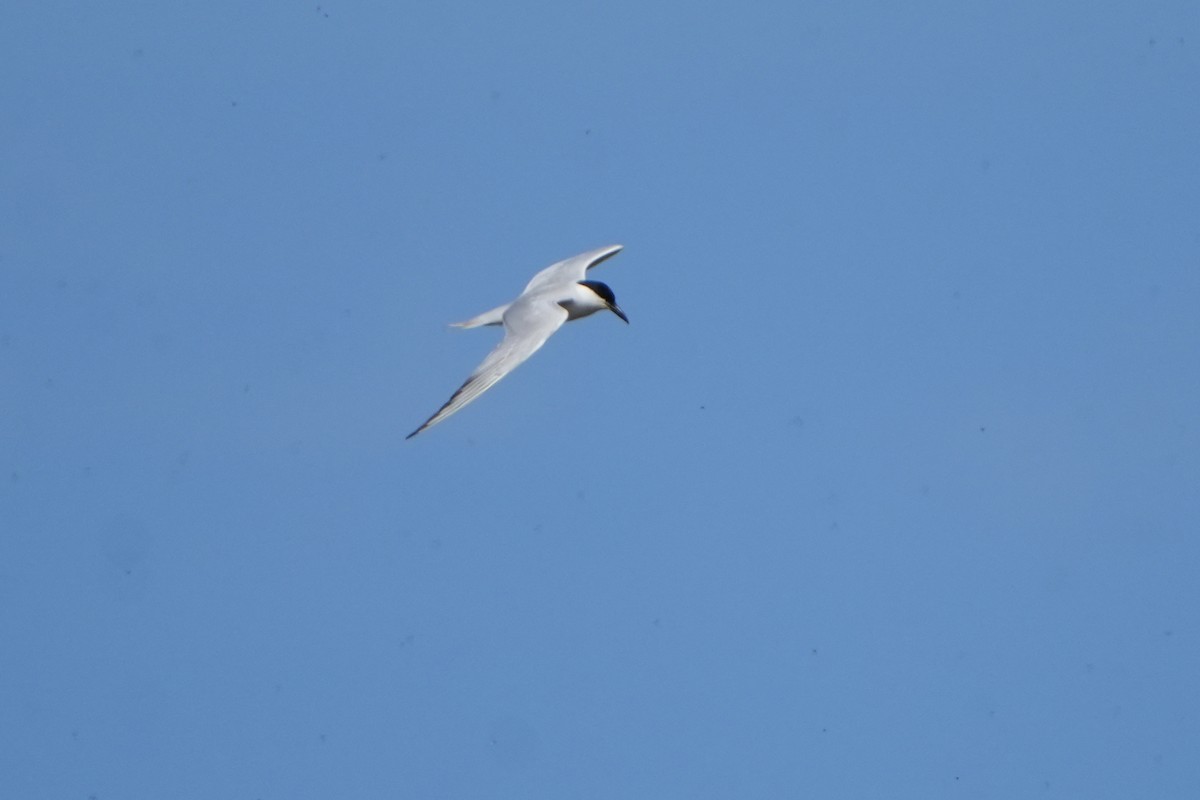 Gull-billed Tern - Daniel López-Velasco | Ornis Birding Expeditions