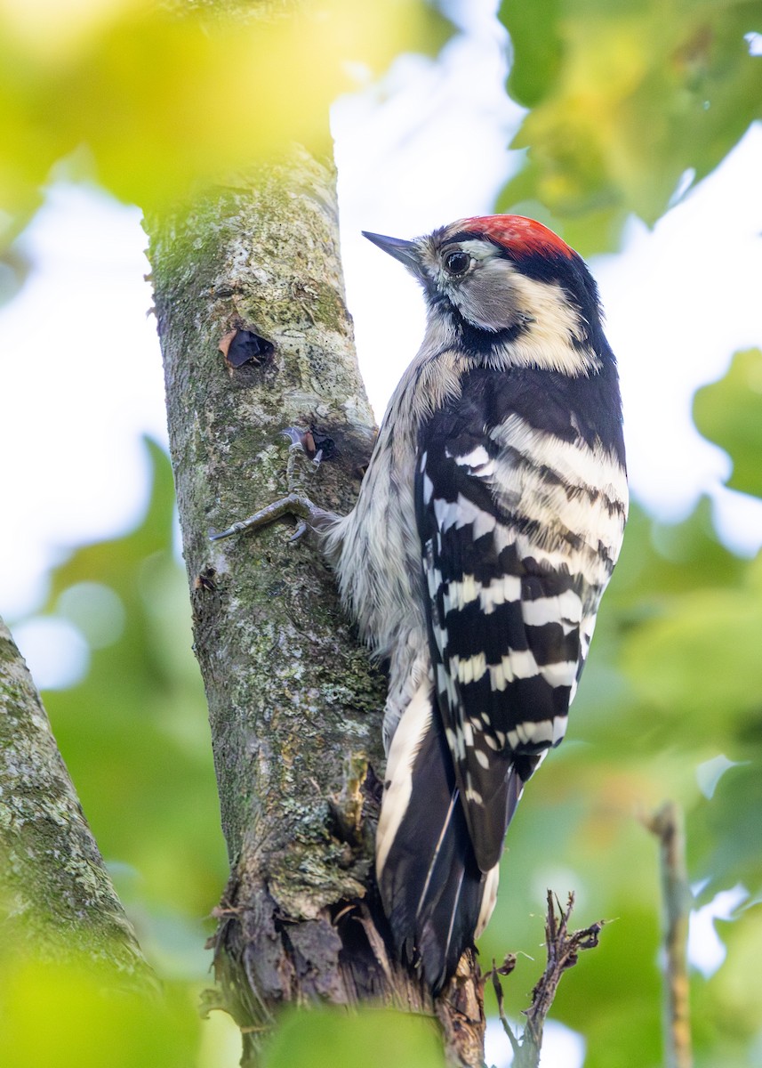 Lesser Spotted Woodpecker - Nathaniel Dargue