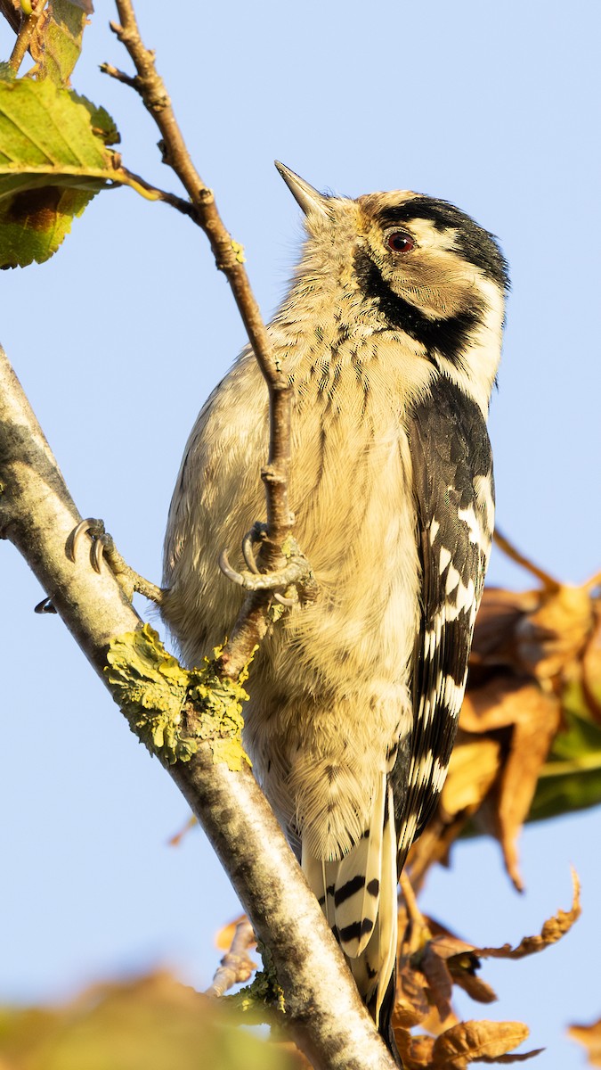 Lesser Spotted Woodpecker - ML618952753
