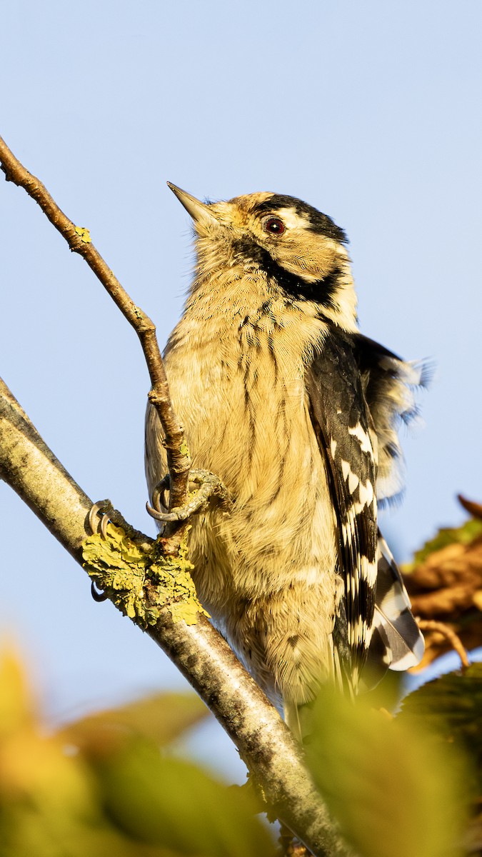 Lesser Spotted Woodpecker - ML618952754