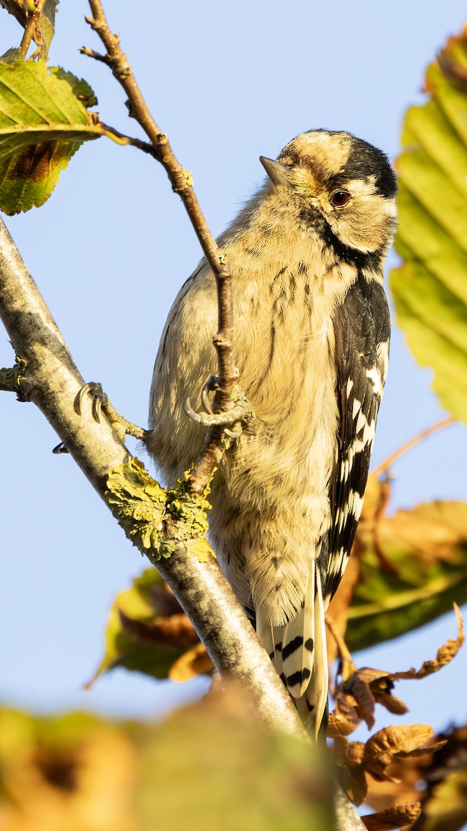 Lesser Spotted Woodpecker - ML618952755