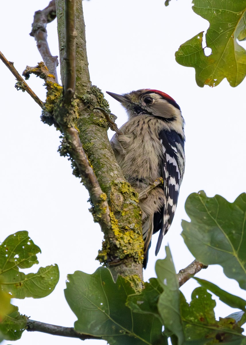 Lesser Spotted Woodpecker - ML618952767