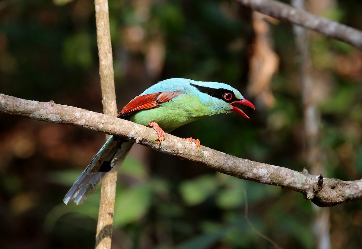 Common Green-Magpie - eakachai anuphab