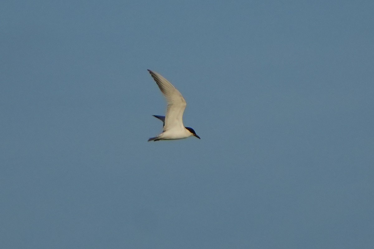 Gull-billed Tern - ML618952785