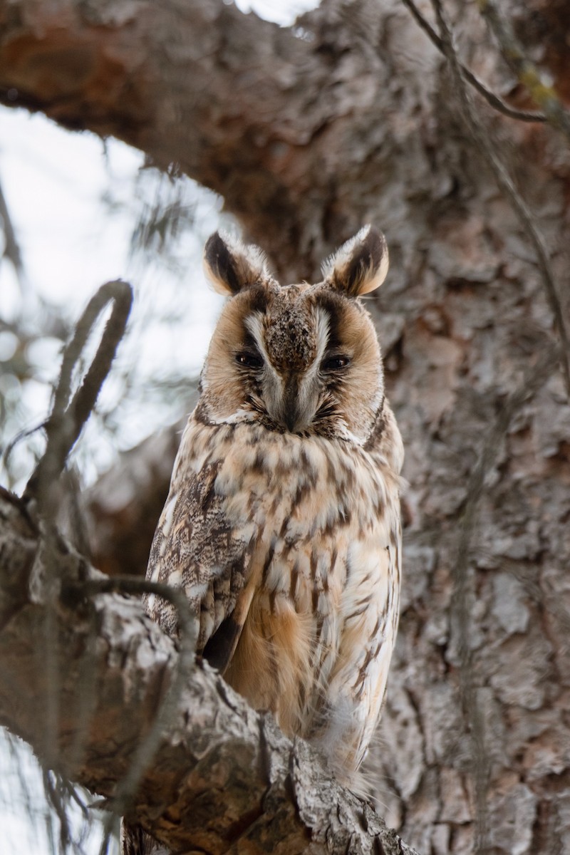 Long-eared Owl - ML618952809