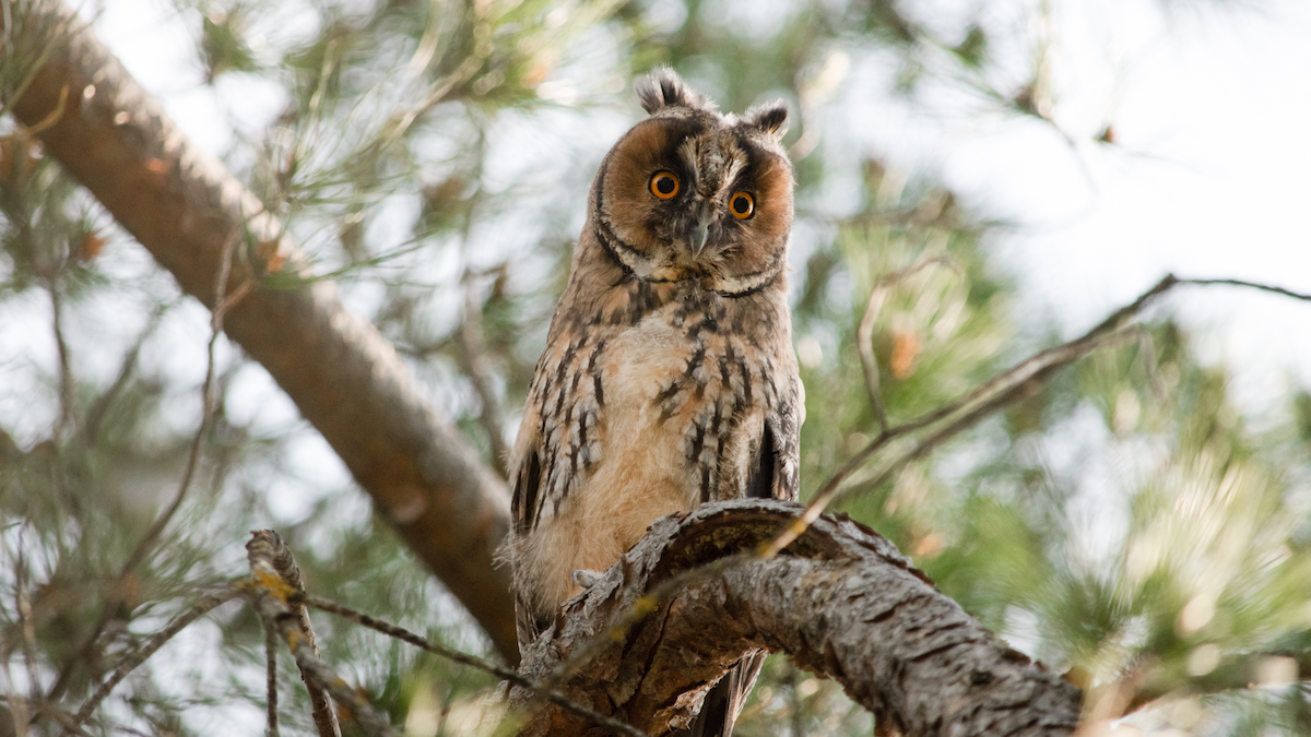 Long-eared Owl - ML618952812