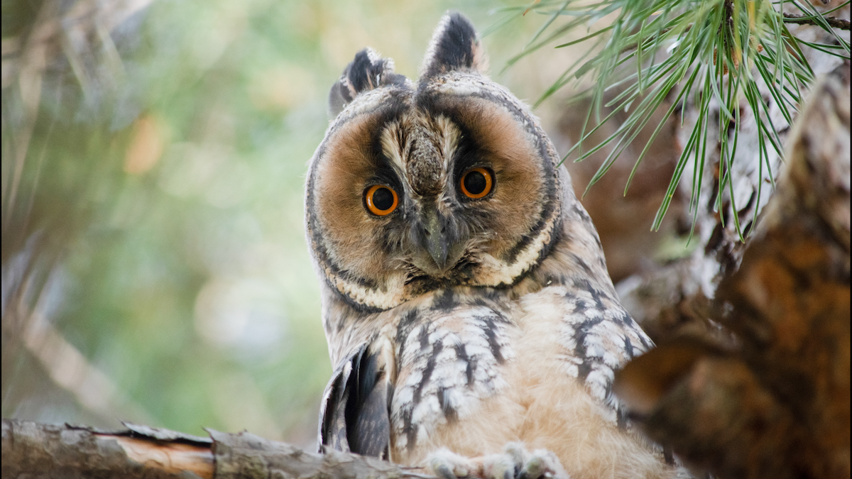 Long-eared Owl - ML618952813