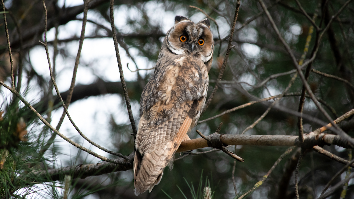 Long-eared Owl - ML618952814