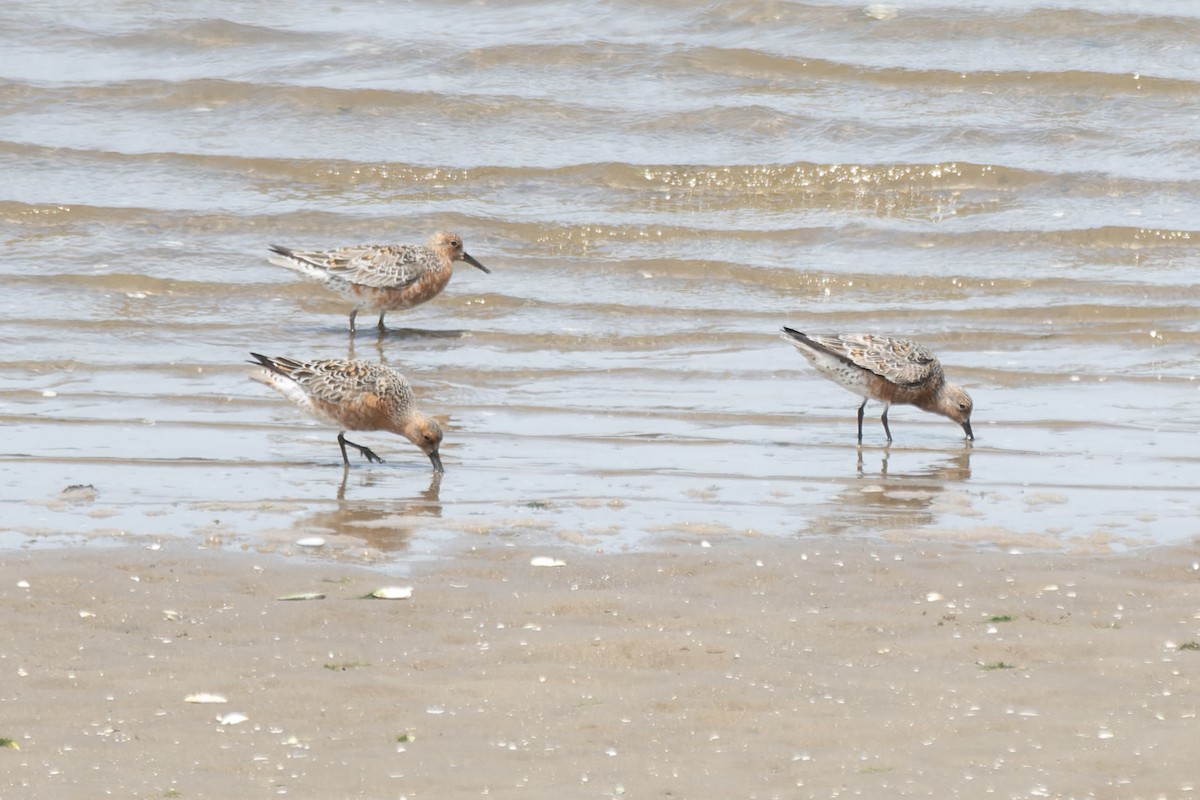 Red Knot - ML618952822