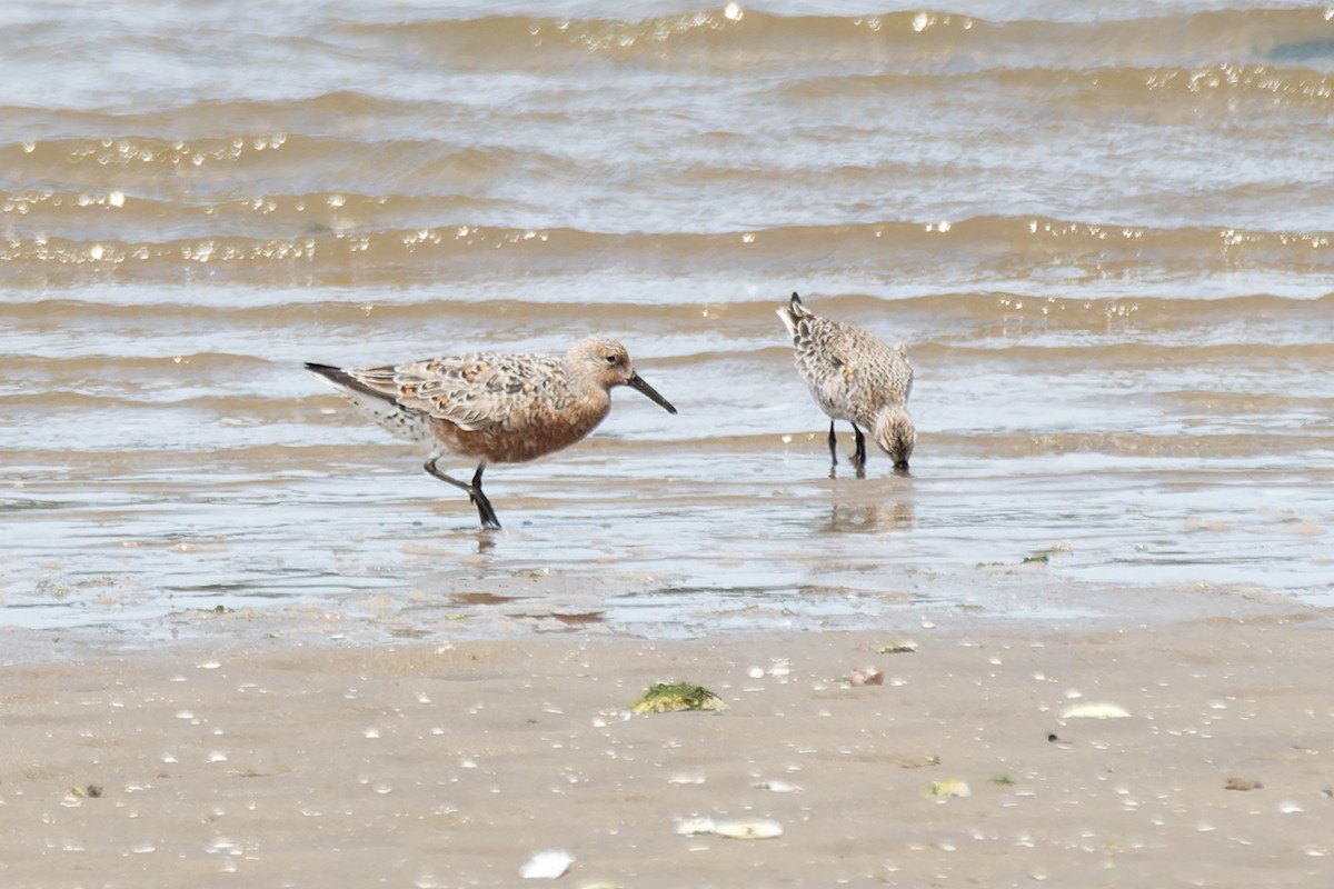 Red Knot - ML618952824