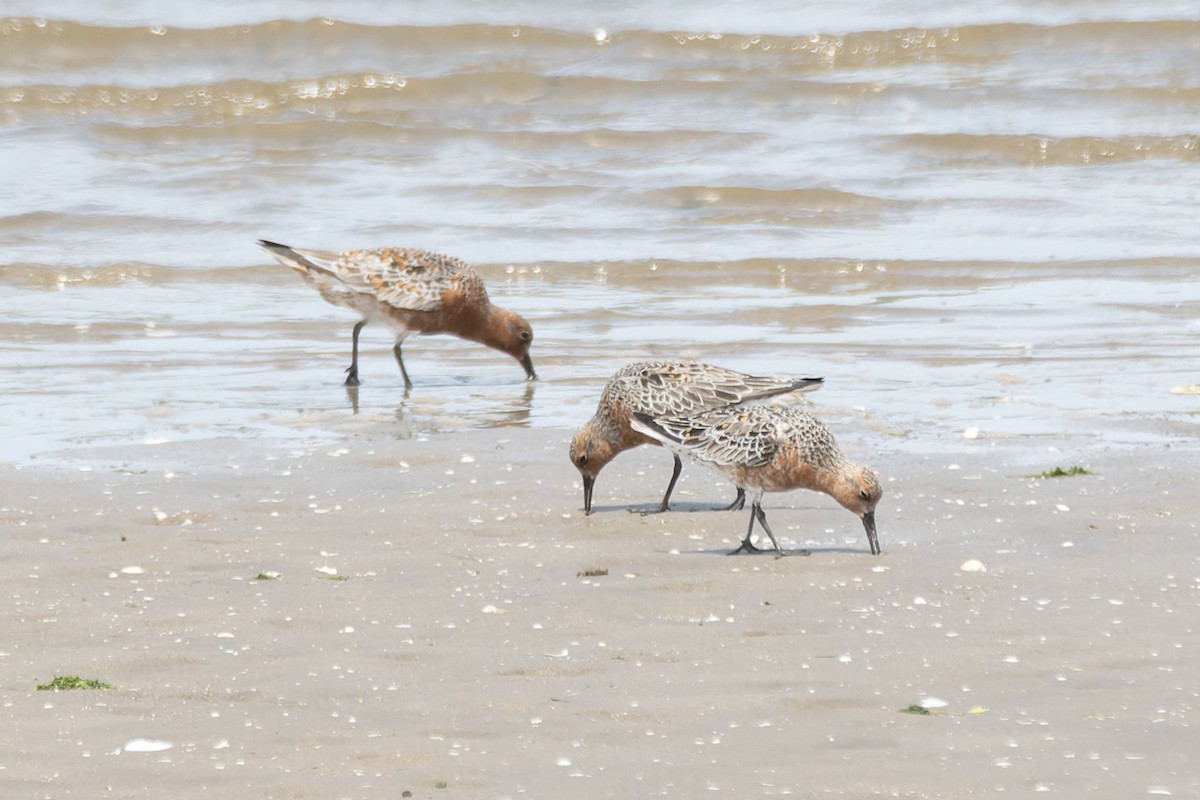 Red Knot - ML618952825