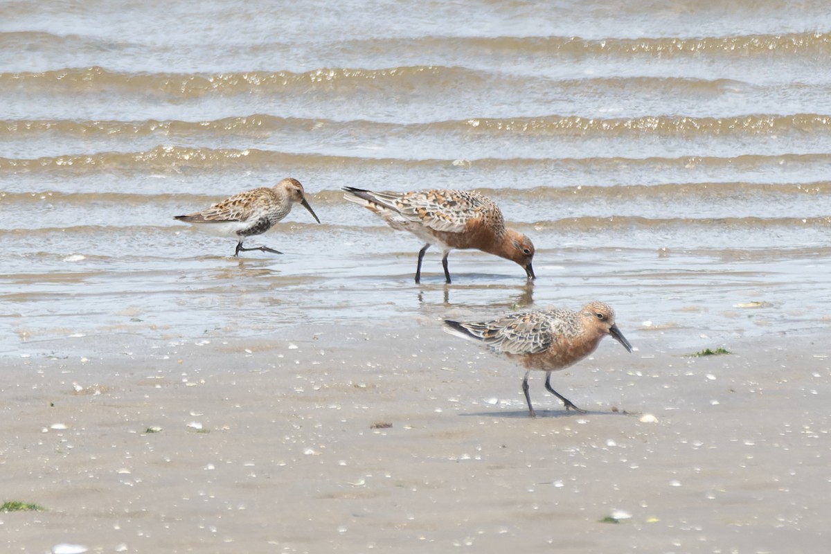 Red Knot - ML618952826