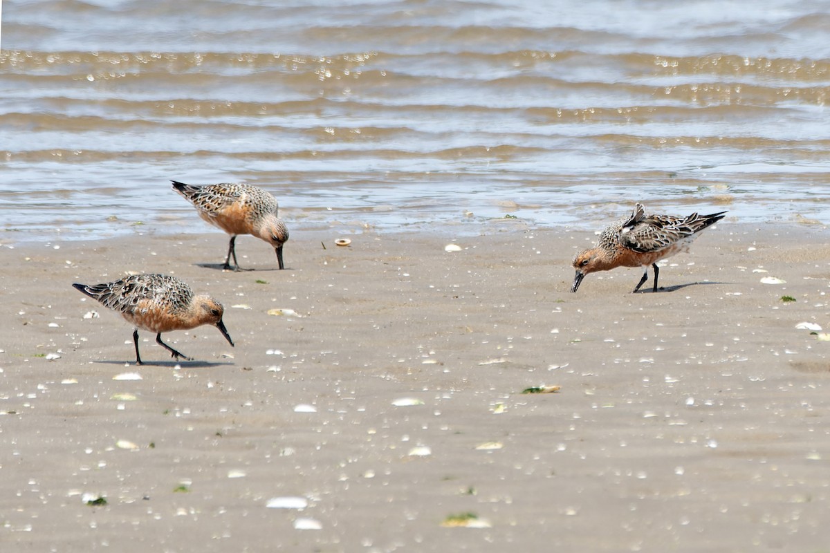 Red Knot - ML618952828